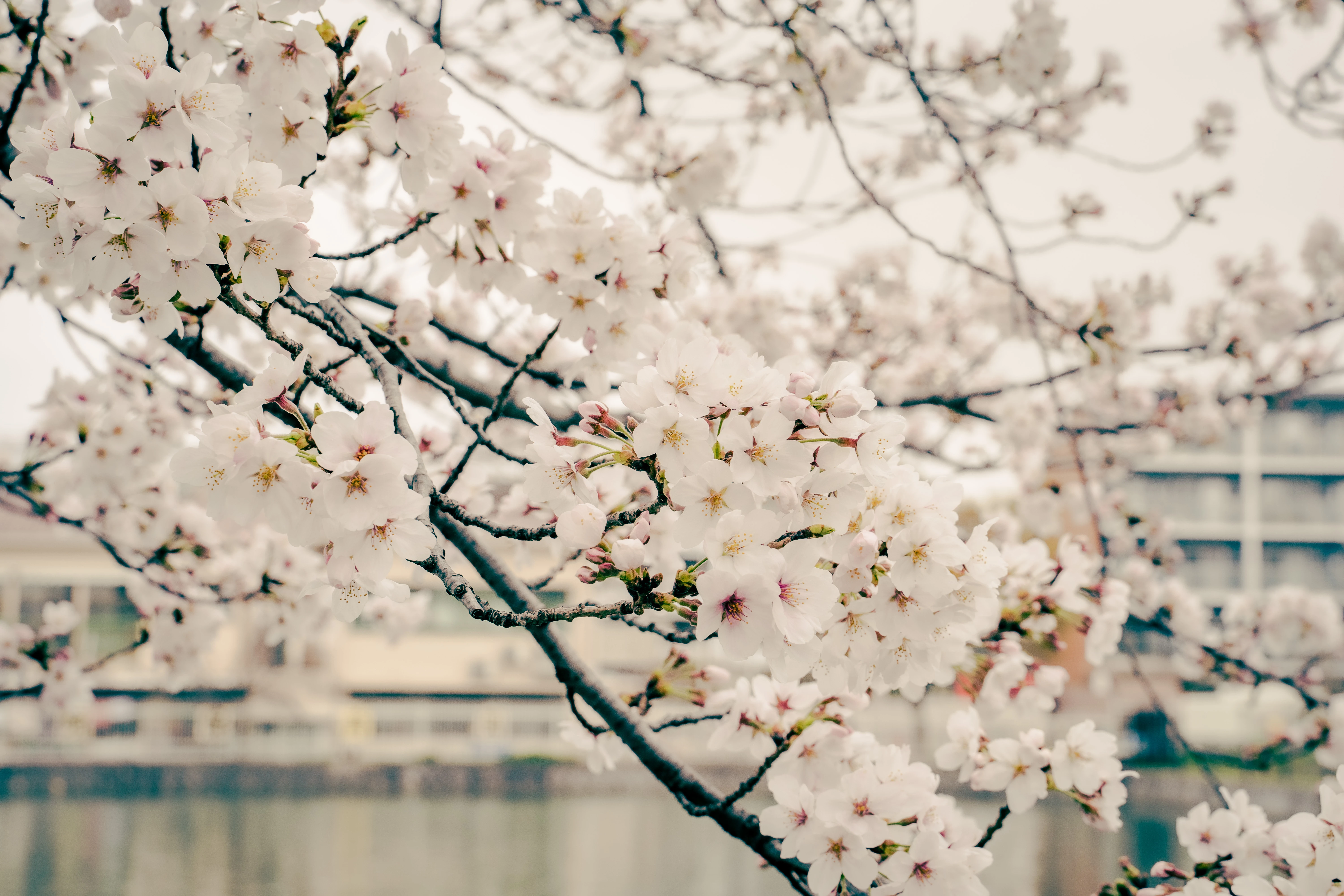 Delicate Blossoming Sakura by the Riverside